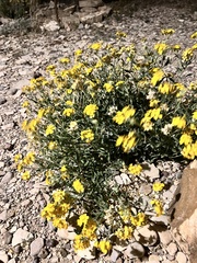 Psilostrophe tagetina