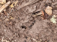 Camponotus aeneopilosus