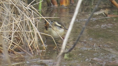 Phleocryptes melanops