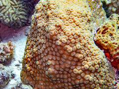 Montastraea cavernosa