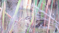 Phleocryptes melanops