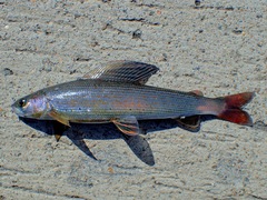 Thymallus tugarinae