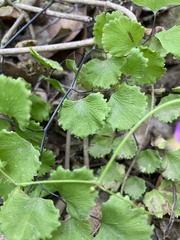 Adiantum chilense