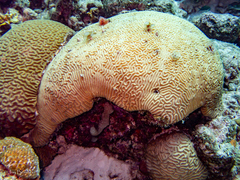 Montastraea cavernosa