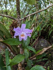 Sobralia