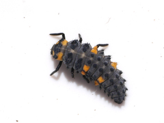 Coccinella