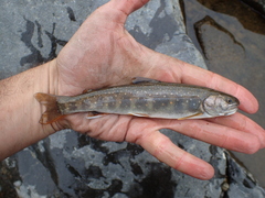 Salvelinus