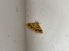 Dichocrocis clytusalis