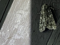 Acronicta afflicta