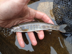 Salvelinus