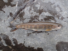 Salvelinus