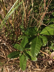 Morella caroliniensis