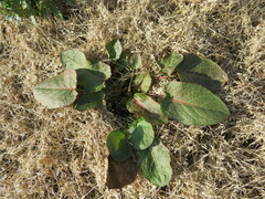 Rumex obtusifolius