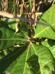 Morella caroliniensis