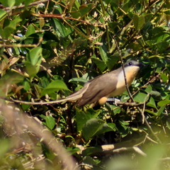 Coccyzus melacoryphus