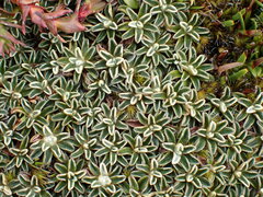 Ewartia