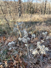 Pseudognaphalium obtusifolium