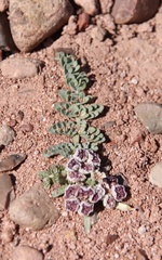 Vesper purpurascens