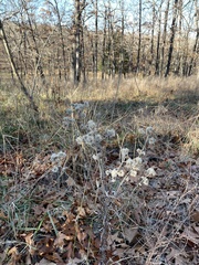 Pseudognaphalium obtusifolium