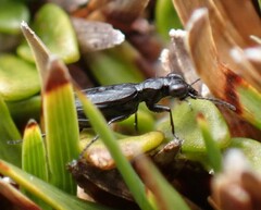 Scopodes