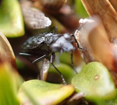 Scopodes