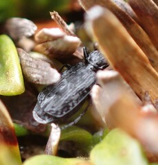 Scopodes