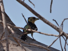 Trachyphonus vaillantii vaillantii