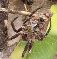 Cyrtophora exanthematica