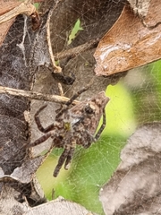 Cyrtophora exanthematica