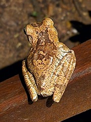 Boana pugnax