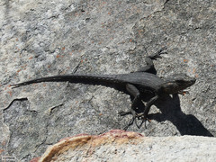 Hemicordylus capensis