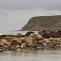 Phalacrocorax varius varius