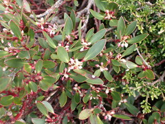 Tasmannia lanceolata