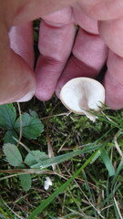 Clitocybe dealbata