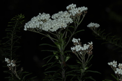 Ozothamnus diosmifolius