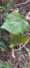 Vitis tiliifolia