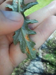 Coleosporium