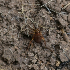 Gonyleptidae