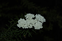 Ozothamnus diosmifolius