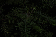 Ozothamnus diosmifolius