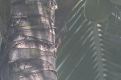 Xiphorhynchus flavigaster