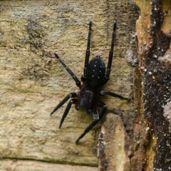 Asthenoctenus borellii