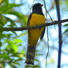 Trogon rufus chrysochloros