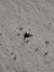 Myrmecocystus