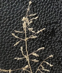 Eragrostis lehmanniana