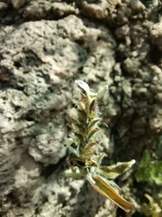 Tetramerium