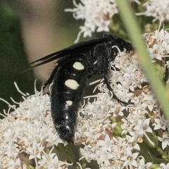 Scolia guttata