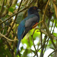 Trogon surrucura