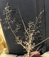 Eragrostis lehmanniana