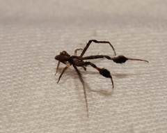 Stephanopis barbipes